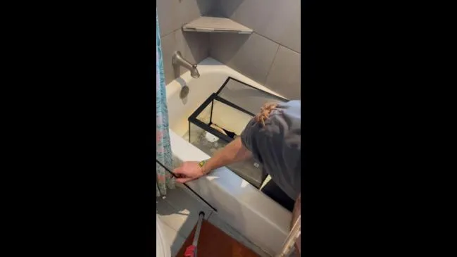 15933 tarantula substrate