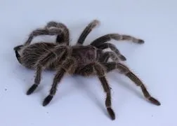 15935 sketching tarantula molt
