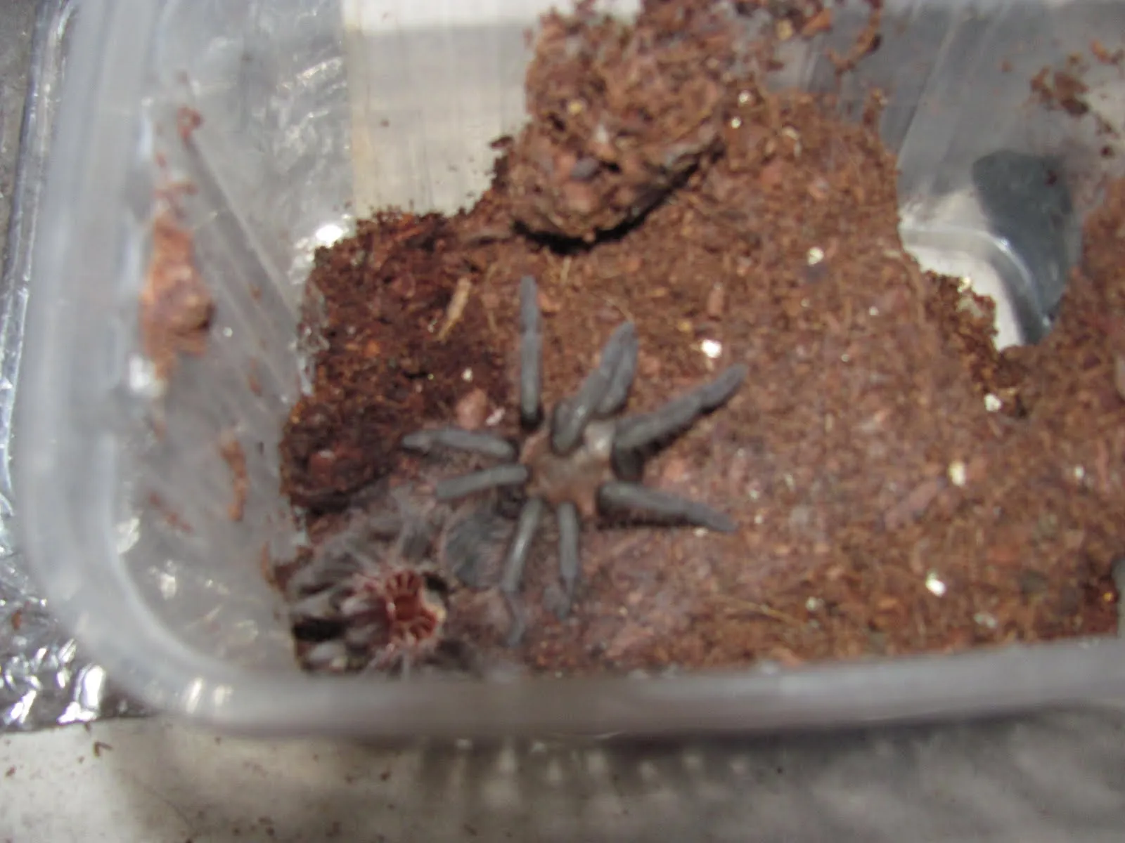 /img/15935-tarantula-molt-reference.webp