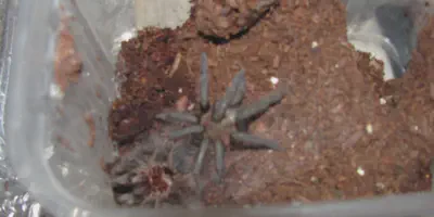 /img/15935-tarantula-molt-reference.webp