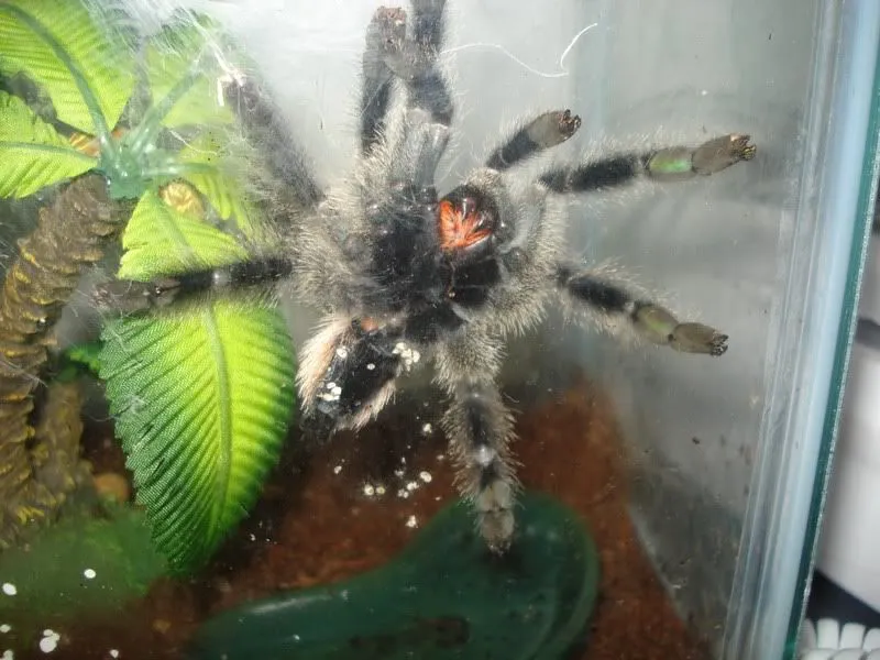 15937 tarantula feeding