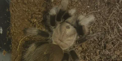 /img/15937-tarantula-habitat.webp