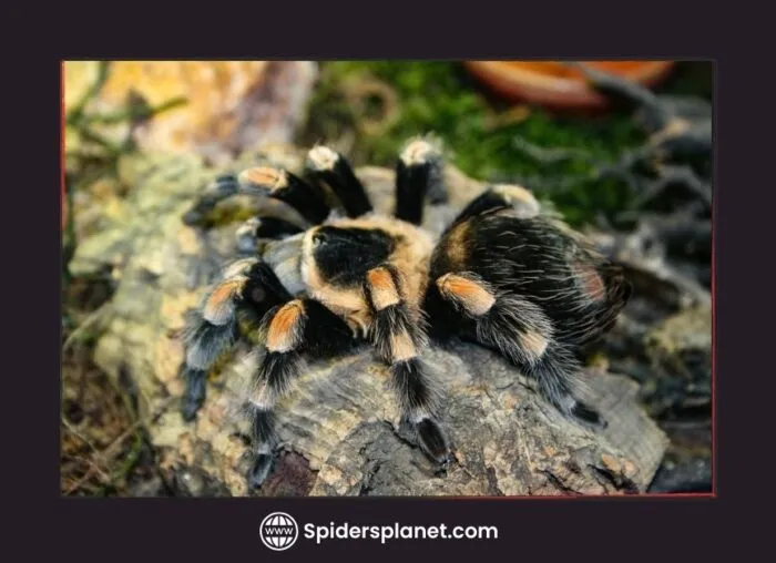 15937 tarantula molting