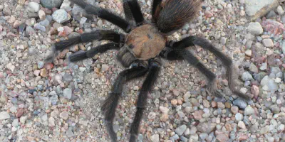 /img/15939-texas-brown-tarantula-healthy-tarantula.webp