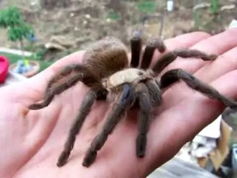15939 texas brown tarantula overfeeding