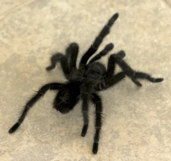 15940 brazilian tarantula grammostola