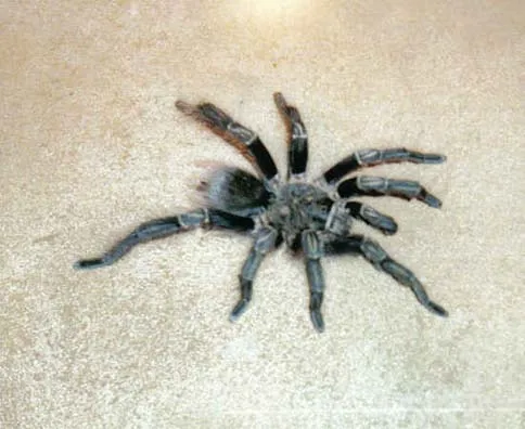 15940 brazilian tarantula identification