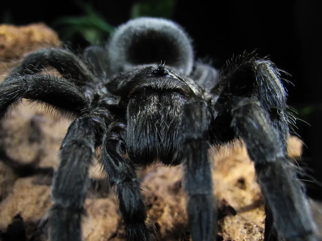 15940 brazilian tarantula lasiodora