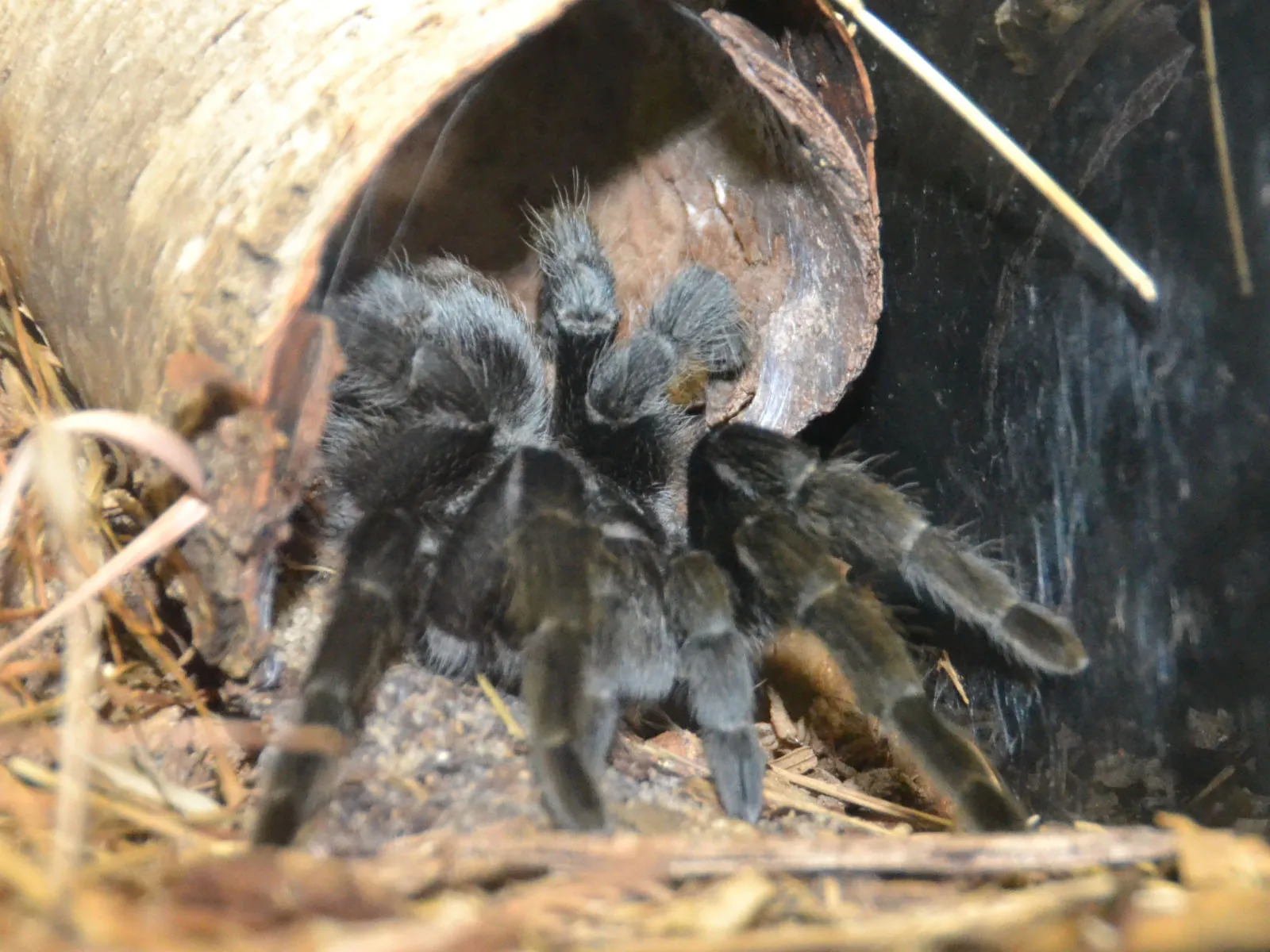 15940 brazilian tarantula threats