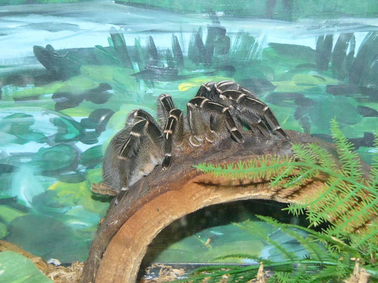 15941 costa rican zebra tarantula male