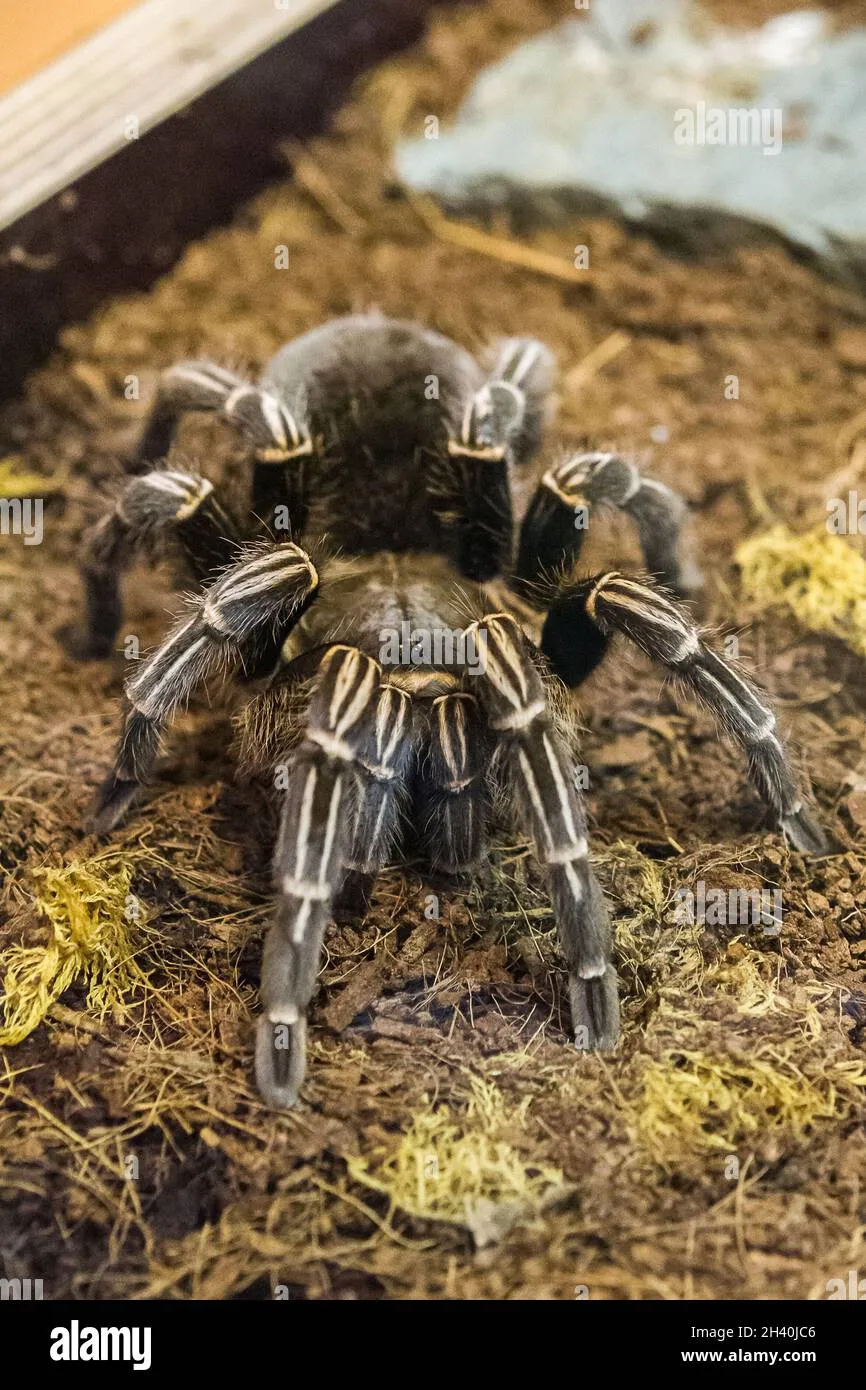 /img/15941-costa-rican-zebra-tarantula-molting.webp