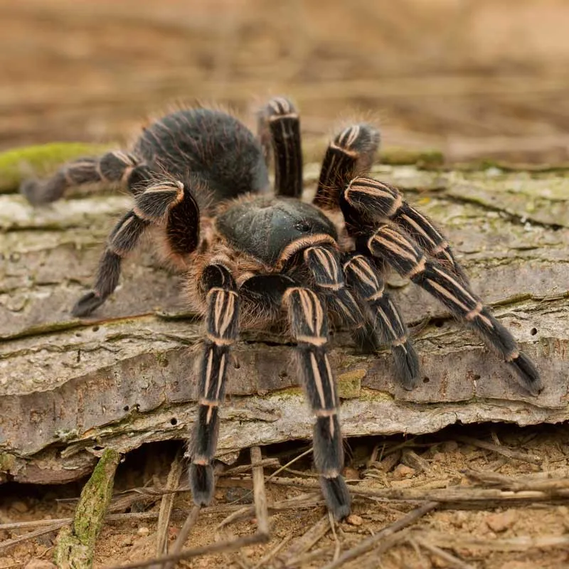 15941 feeding tarantula