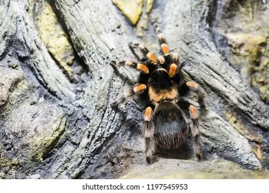 15941 healthy costa rican zebra tarantula