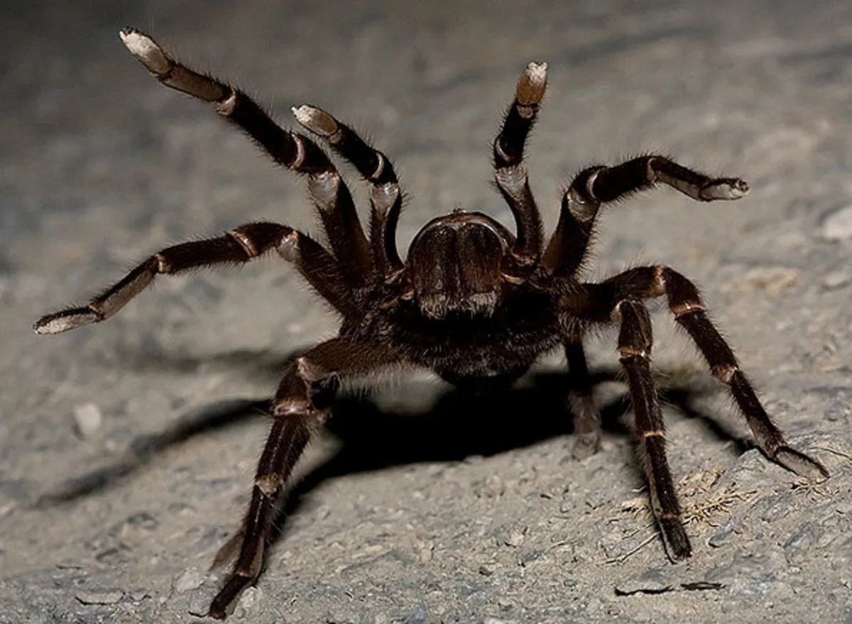 15942 first aid tarantula bite