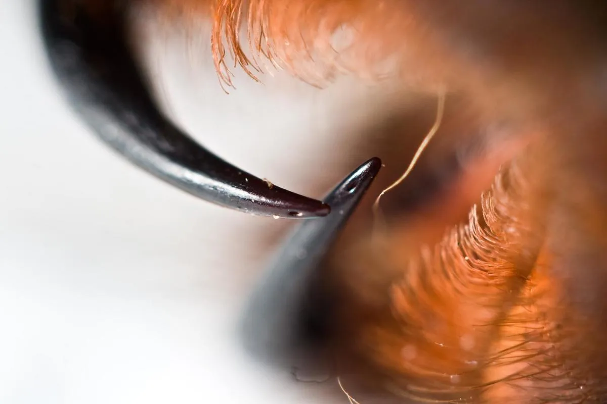 15942 preventing tarantula bites