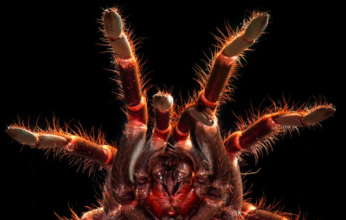 15942 tarantula handling