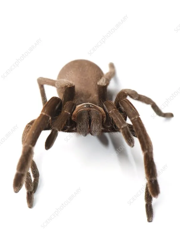 15943 pain management