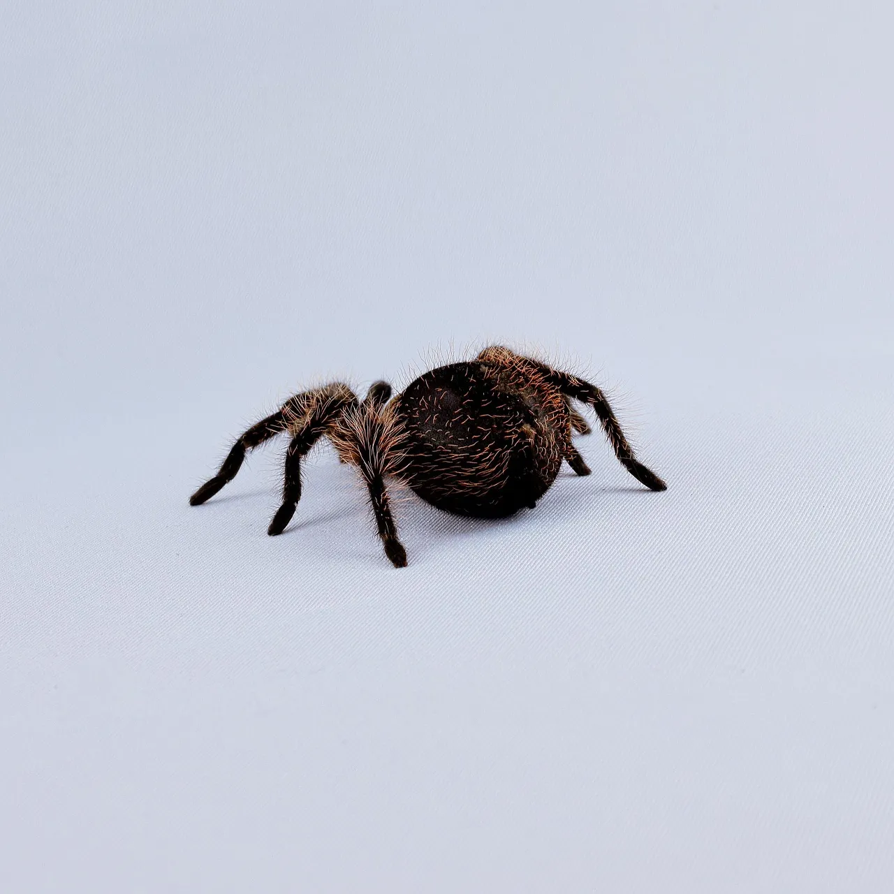 15944 tarantula mouse close up