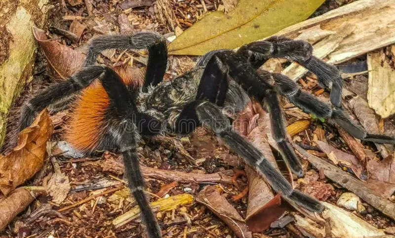 15948 quintana roo tarantula appearance