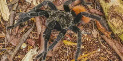 /img/15948-quintana-roo-tarantula-conservation.webp