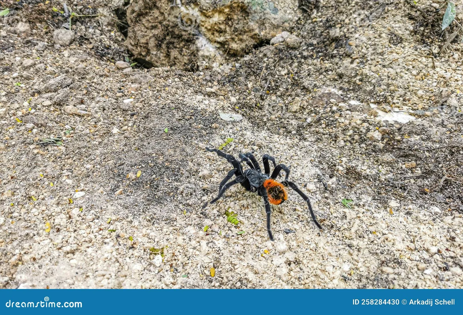 15948 quintana roo tarantula defensive