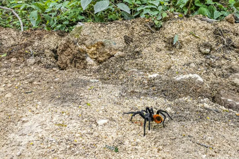 15948 quintana roo tarantula hunting
