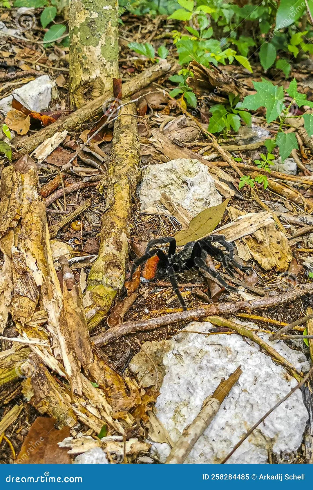 15948 quintana roo tarantula mating