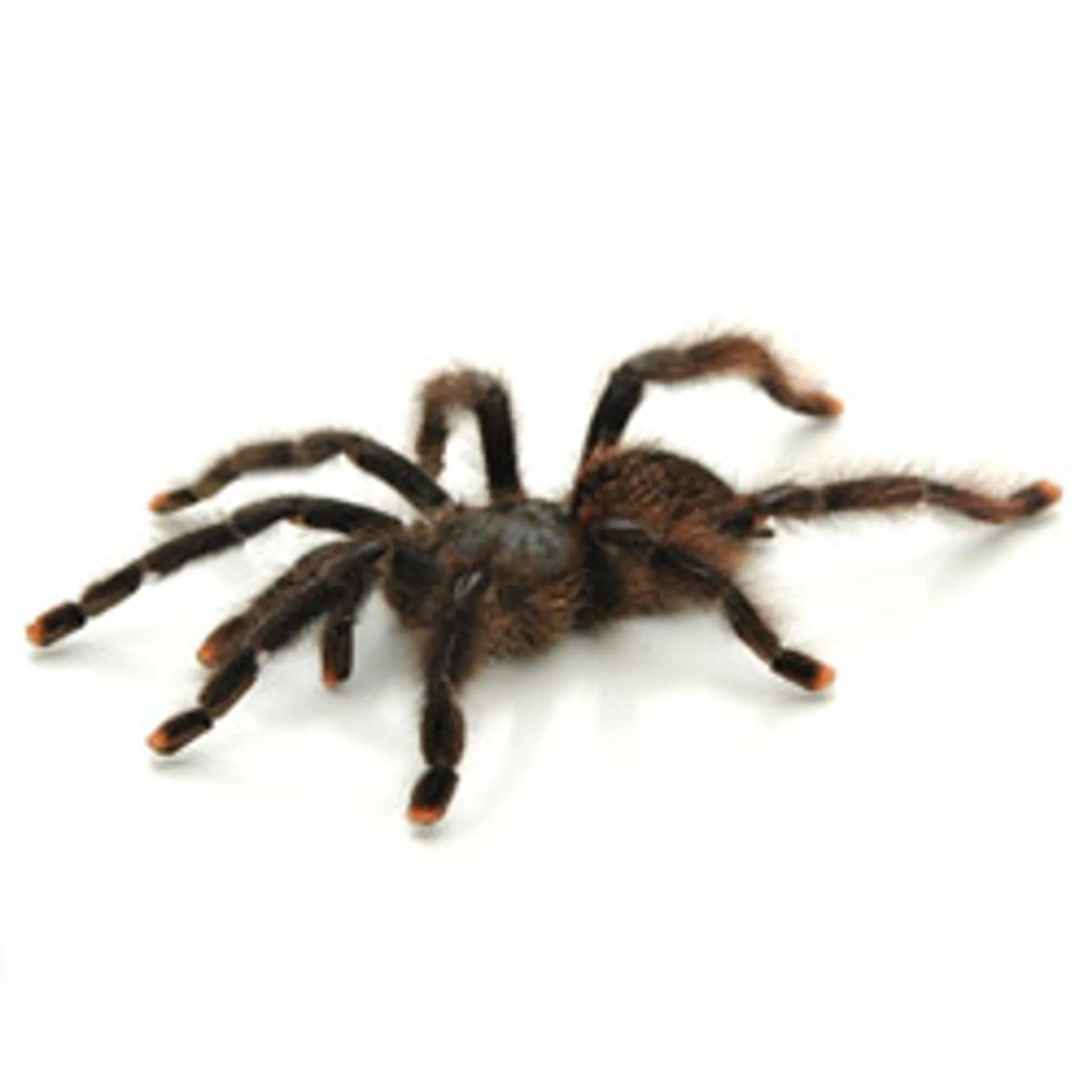 15950 pink toe tarantula choosing
