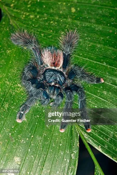 /img/15950-pink-toe-tarantula-enclosure.webp