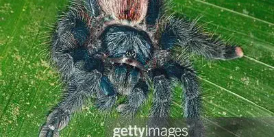 /img/15950-pink-toe-tarantula-enclosure.webp