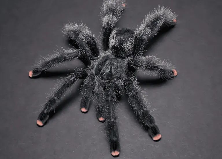 15950 pink toe tarantula handling