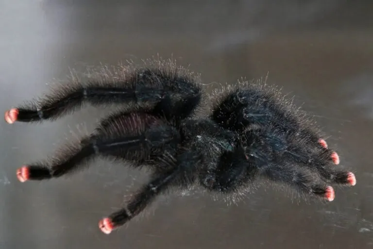 15950 pink toe tarantula health