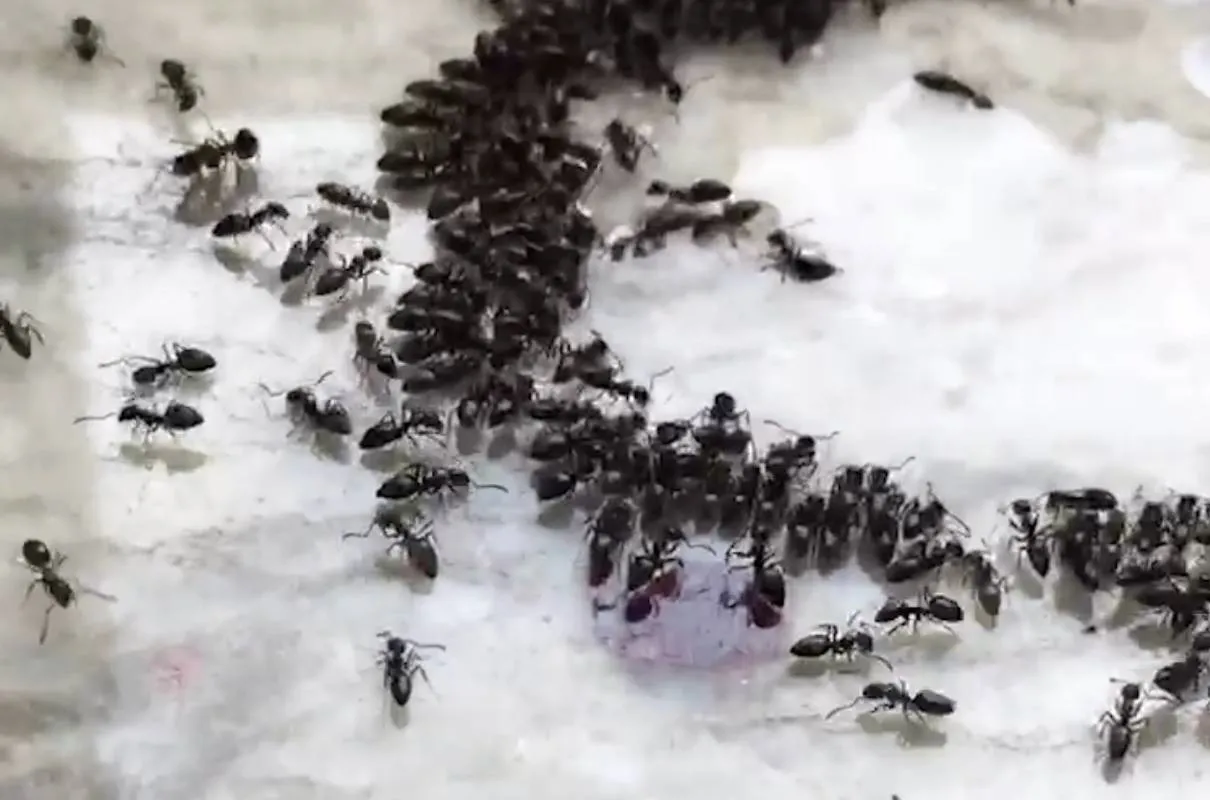 15952 amsterdam ant species