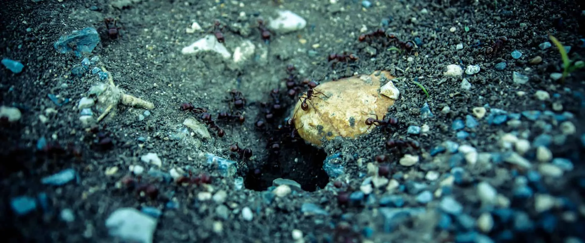 15952 amsterdam tarantula overview