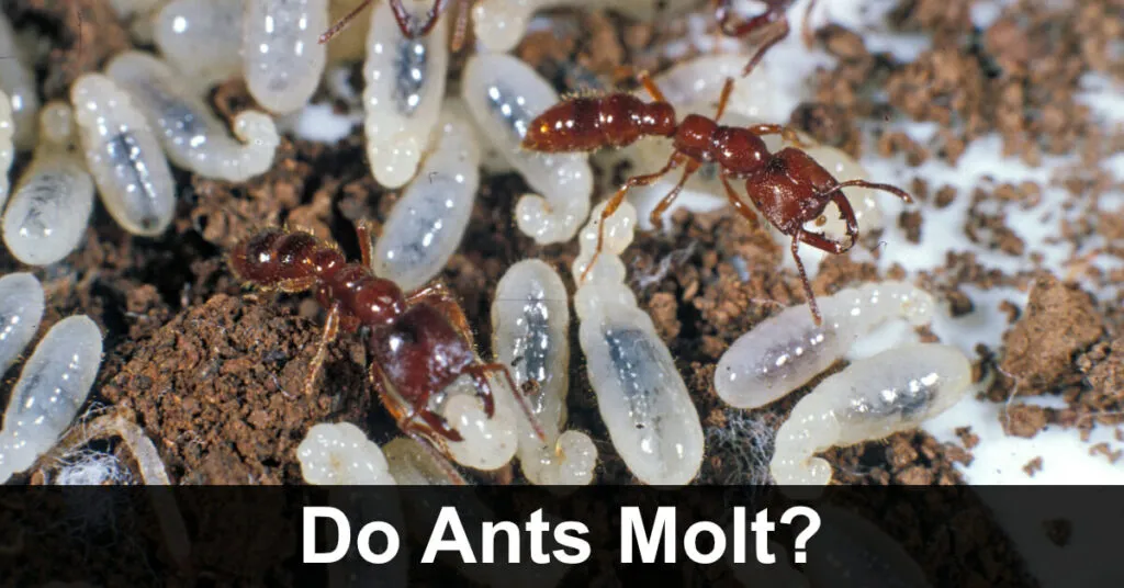 15952 tarantula habitat cleaning