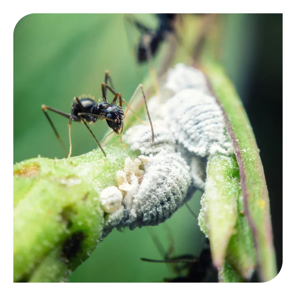 15952 tarantula safe enclosure