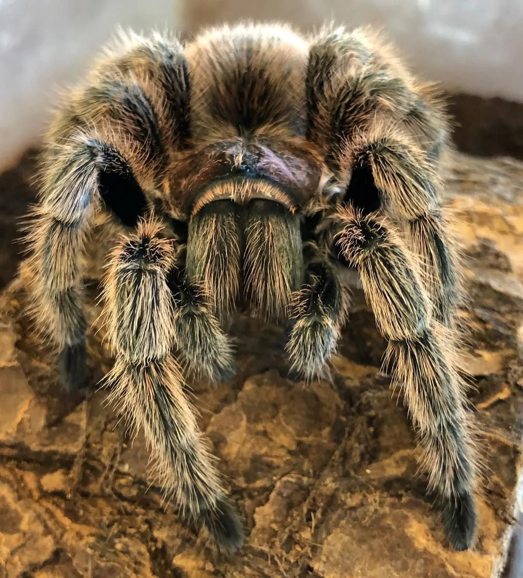 15953 rose hair tarantula molting stuck