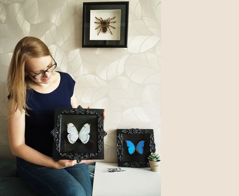 15954 tarantula mystery box uk enclosure