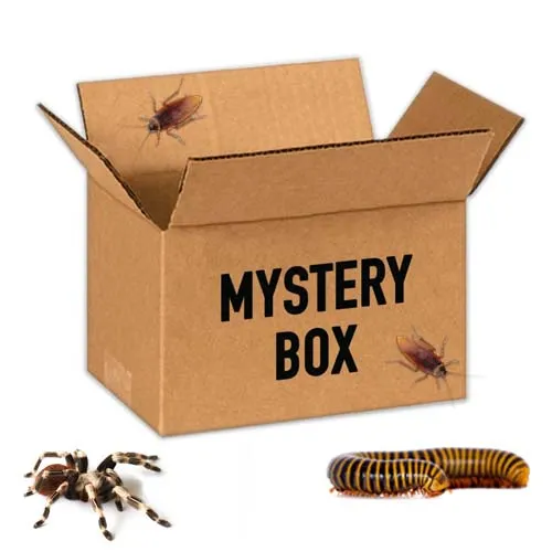 /img/15954-tarantula-mystery-box-uk-feeding.webp
