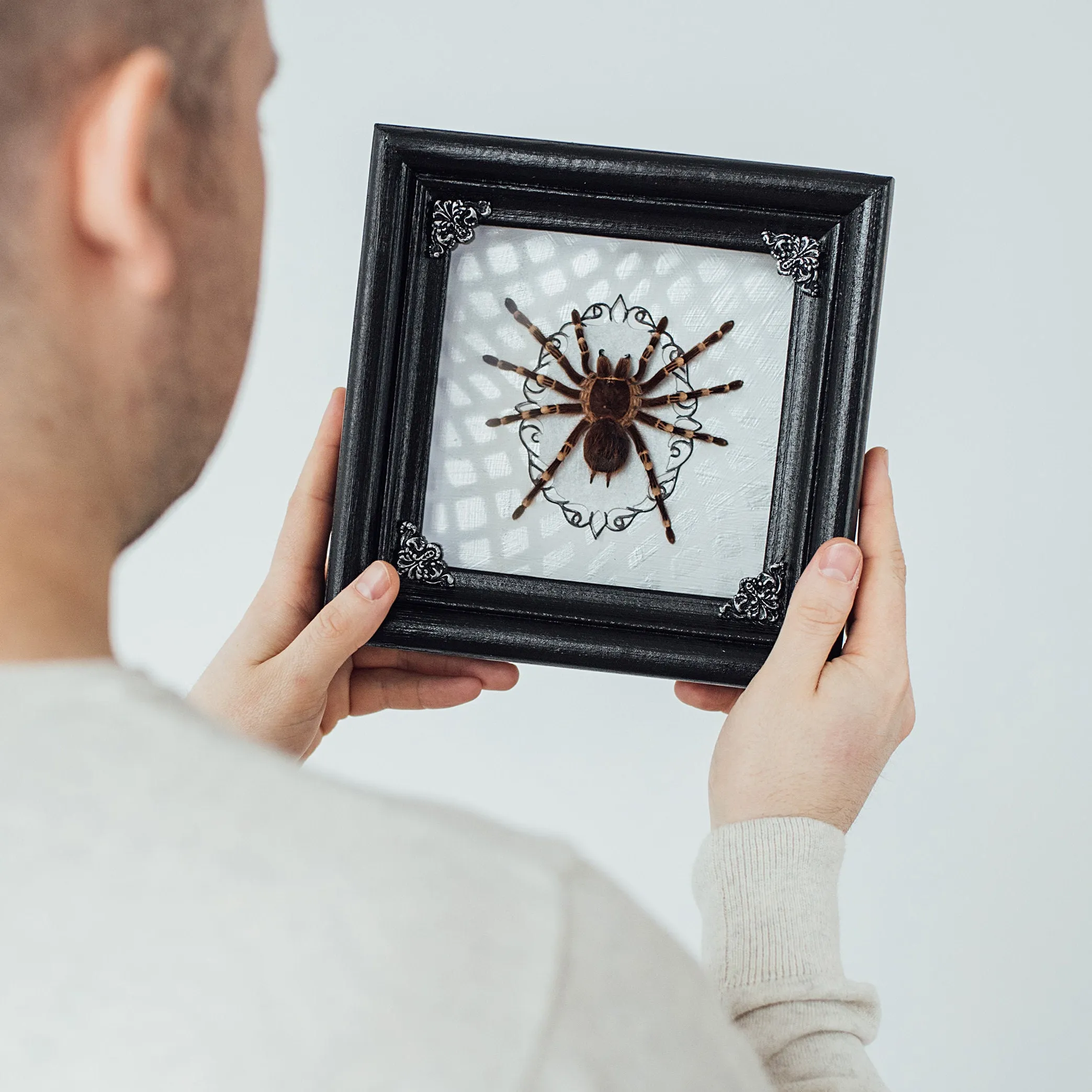 15954 tarantula mystery box uk tarantula care