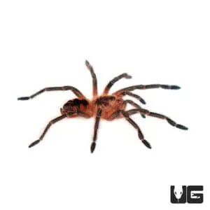 15955 purple starburst tarantula feeding