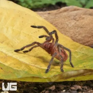 /img/15955-purple-starburst-tarantula-juvenile.webp
