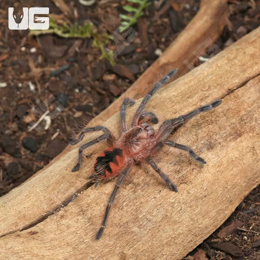 15955 purple starburst tarantula molting