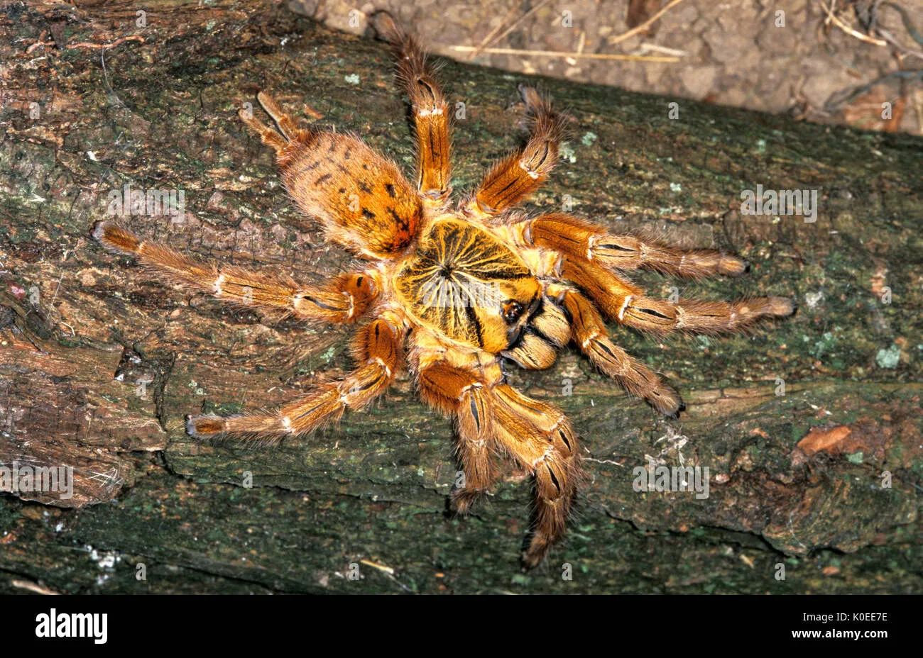 15956 orange baboon tarantula enclosure