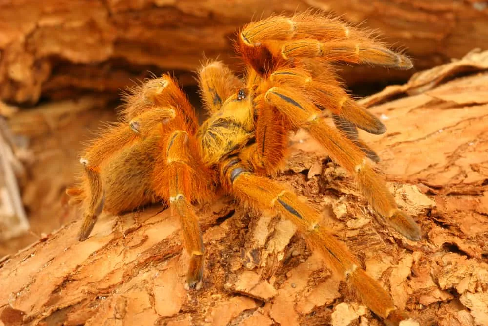 15956 orange baboon tarantula health