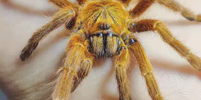 /img/15956-orange-baboon-tarantula-molting.webp