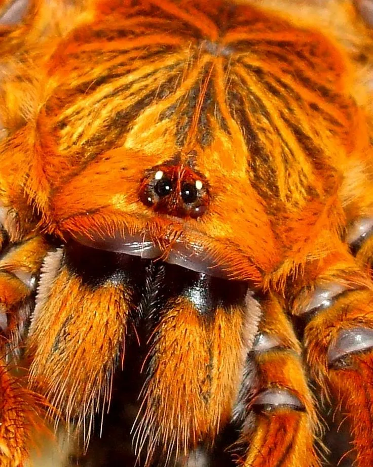 15956 orange baboon tarantula overview