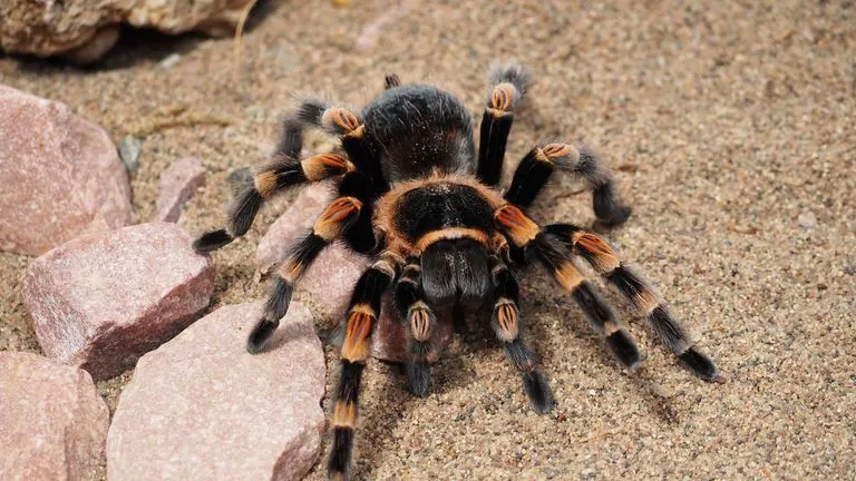 /img/15957-tarantula-habitat.webp