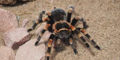 /img/15957-tarantula-habitat.webp