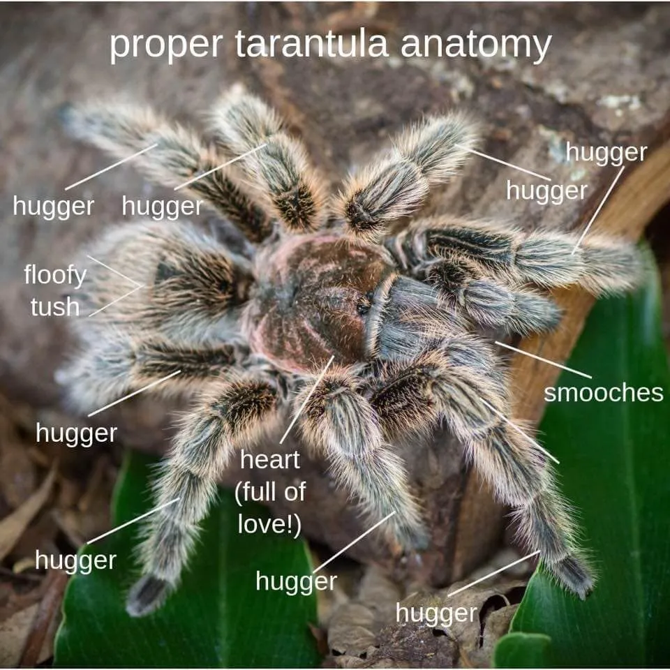 15957 tarantula healthy diet